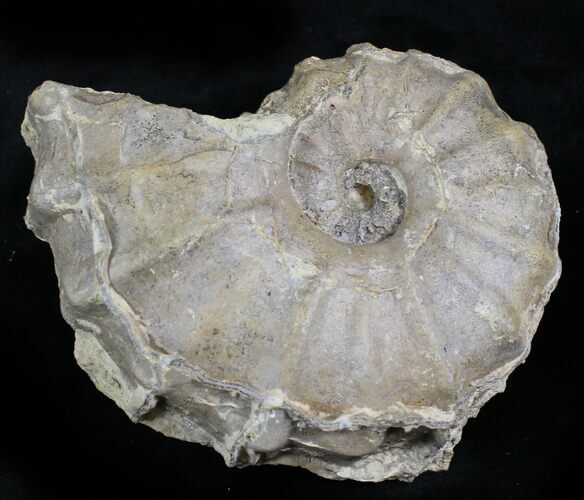 Calycoceras Ammonite - Texas #28136